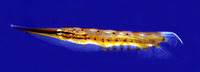 Aeoliscus punctulatus, Speckled shrimpfish: aquarium