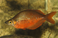 Glossolepis pseudoincisus, Tami River rainbowfish: