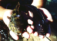 Neogobius melanostomus, Round goby: fisheries, aquarium, bait