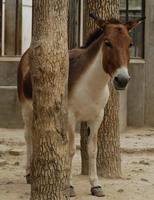 Image of: Equus kiang (kiang)