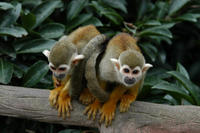 Image of: Saimiri sciureus (South American squirrel monkey)