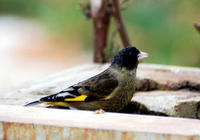 Image of: Carduelis ambigua (black-headed greenfinch)