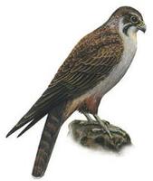 Image of: Falco berigora (brown falcon)