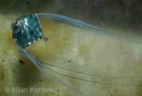 Alectis indicus - Diamond Fish