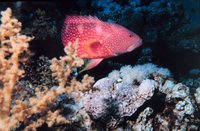 Cephalopholis miniata - Coral hind