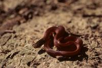 Rhadinaea flavilata - Pine Woods Snake