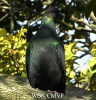 Japanese Wood Pigeon - Columba janthina
