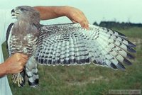 Fasciated Snake-Eagle - Circaetus fasciolatus