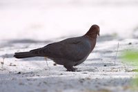 Scaly-naped Pigeon - Patagioenas squamosa