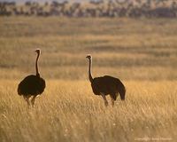 Maasai Ostriches