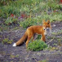 Lis (Vulpes vulpes). Red Fox
