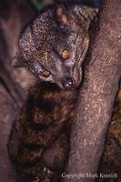 Two Spotted Palm Civet