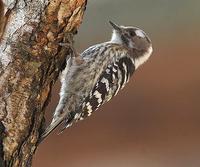 Japanese Pygmy Woodpecker  » Dendrocopos kizuki