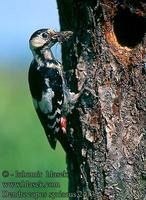 ...Dendrocopos syriacus 2413 UK: Syrian Woodpecker DE: Blutspecht FR: Pic syriaque ES: Pico Sirio C