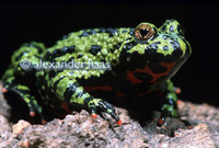 : Bombina orientalis; Oriental Fire-Bellied Toad