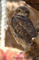 : Athene cunicularia hypugaea; Borrowing Owl