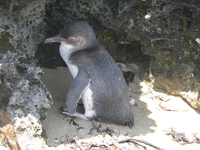 : Eudyptula minor novaehollandiae; Little Penguin