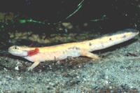 : Salamandra salamandra terrestris; Fire Salamander