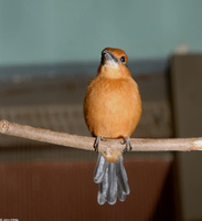 : Todirhamphus cinnamominus; Micronesian Kingfisher