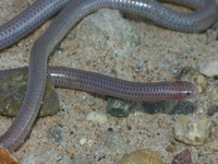 : Leptotyphlops humilis; Western Blind Snake