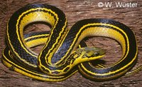 : Liophis melanotus; Shaw's Black-backed Snake