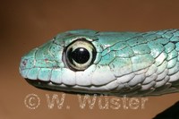 : Philothamnus punctatus; Speckled Green Snake