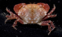 : Nanocassiope sp.