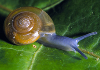 : Oxychilus draparnaudi; Dark-bodied Glass-snail