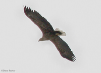 White-tailed Eagle  (Gambell)