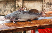 Synodontis schall, Wahrindi: fisheries, gamefish
