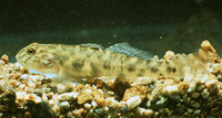 Awaous melanocephalus, Largesnout goby: fisheries