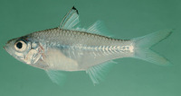 Ambassis natalensis, Slender glassy: aquarium, bait