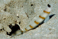 Amblyeleotris sungami, Magnus' prawn-goby: aquarium