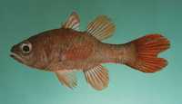 Apogon talboti, Flame cardinalfish: