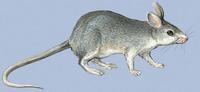 Image of: Hypogeomys antimena (Malagasy giant rat)