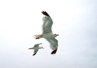 Larus michahellis - Western Yellow-legged Herring Gull