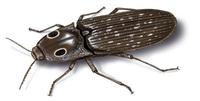 Image of: Alaus oculatus (click beetle)