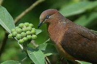 Brown cuckoo Dove