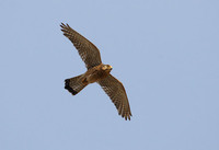 Alexander's Kestrel (Falco alexandri) photo