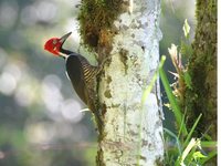 Guayaquil Woodpecker - Campephilus gayaquilensis