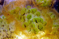 : Ambystoma maculatum; Spotted Salamander Eggs