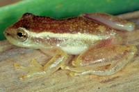 : Dendropsophus sanborni