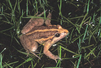 : Discoglossus galganoi; Iberian Painted Frog