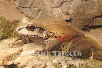 : Leptodactylus pentadactylus; Smoky Jungle Frog