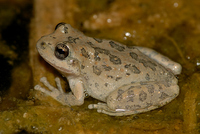 : Pseudacris cadaverina; California Chorus Frog