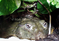 : Pyxicephalus adspersus; African Bullfrog