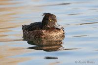 : Aythya fuligula; Tufted Duck