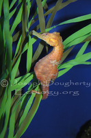 : Hippocampus kuda; Spotted Seahorse