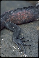 : Amblyrhynchus cristatus venustissimus; Hood Island Marine Iguana
