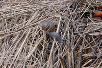 : Helminthoglypta walkeriana; Morro Shoulderband Snail